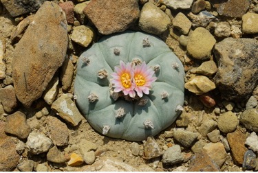Seis flores endémicas que son un regalo de México para el mundo |  Secretaría de Medio Ambiente y Recursos Naturales | Gobierno 