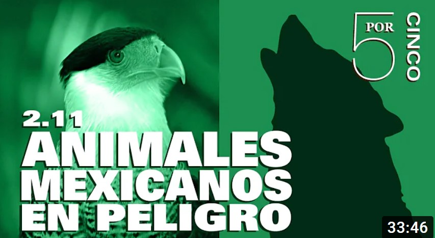 /cms/uploads/image/file/675820/Animales_mexicanos_en_peligro.jpg