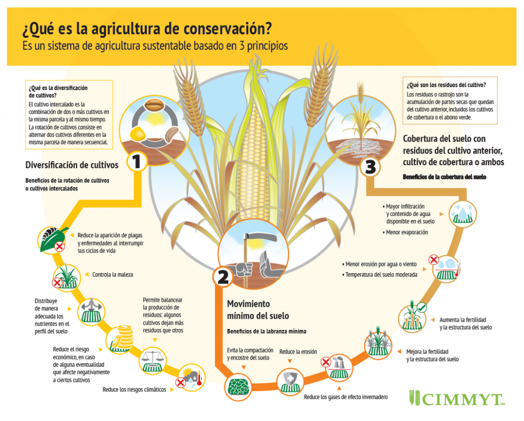 /cms/uploads/image/file/819849/agricultura-de-conservacion-CIMMYT-1024x823.png