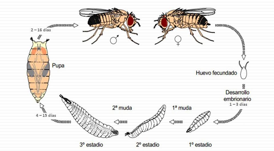 /cms/uploads/image/file/857585/Biolog_a_Ciclo_biol_gico__Drosophila_spp.____Ram_n_Gir_ldez.jpg