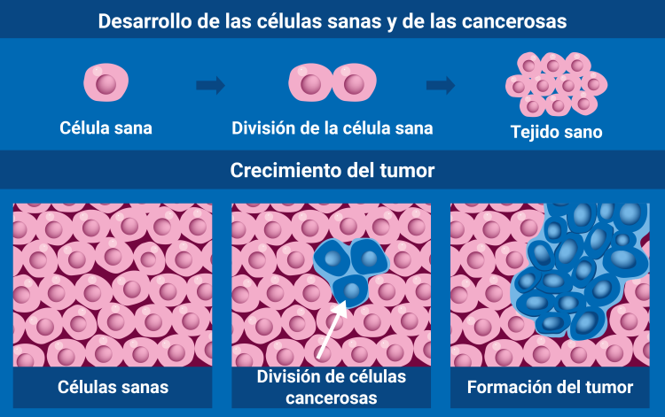 /cms/uploads/image/file/867959/division_celulas_sanas._cancerosas.png