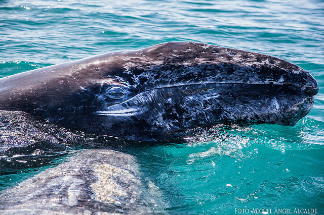 Las aguas del Complejo Laguna Ojo de Liebre son zona de refugio para ballenas y ballenatos (Foto: Secretaría de Medio Ambiente y Recursos Naturales) 