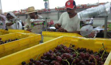 Desde 2016 los productores mexicanos pueden exportar uva de mesa de Sonora a Australia