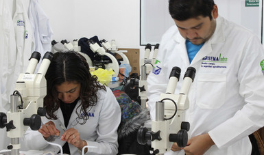 Con el objetivo de fortalecer el diagnóstico fitosanitario, el SENASICA, capacitó a 25 técnicos del Centro Nacional de Referencia Fitosanitaria (CNRF) y de laboratorios privados del país