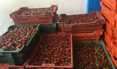 Producción de fresa en Michoacán
