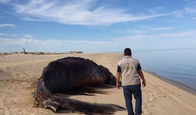 PROFEPA atendió el varamiento de un ejemplar de Ballena Jorobada adulto muerto en el lugar denominado Campo Turístico "Punta Estrella”, a 17 kilómetros al sur de San Felipe, Baja California.