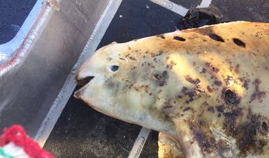 PROFEPA atendió hallazgo de ejemplar muerto de Vaquita Marina (Phocoena sinus), encontrado en el mar a  26 km al norte de San Felipe, Baja California en zona de amortiguamiento de la Reserva de la Biosfera Alto Golfo de California y Delta del Rio Colorado