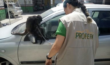 PROFEPA aseguró ejemplar de cachorro de León africano (hembra) y 2 Monos araña en los municipios de Zapopan y Tonalá, Jalisco