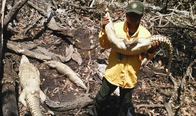 Guardaparques de la CONANP recibieron reporte de un sitio ¨El Tlacuachero¨, en el que se retenían, sacrificaban y maltrataban a los reptiles.