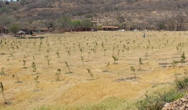 Restauran 72 hectáreas de terrenos forestales en Ixtlán del Río, Nayarit