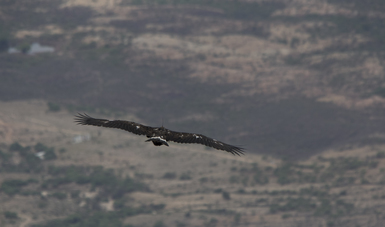 Tenoch, el Llanero, ejemplar de águila real liberado ha realizado 116  kilómetros de vuelo hacia el estado de Guanajuato de donde es originario