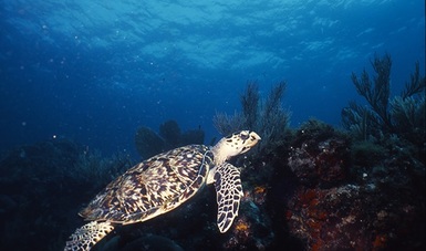 Se entregan permisos para prestar el servicio turístico de observación y nado con tortugas marinas.