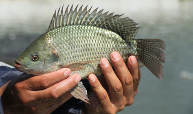 Una de las principales especies pesqueras producidas en granjas acuícolas en México, de mayor consumo y popularidad, es la tilapia, la cual contribuye a la soberanía alimentaria en beneficio de la población del país.