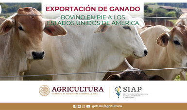 Exportación de ganado bovino
