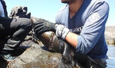 Se detectaron y liberaron 25 ejemplares (madres y crías) enmallados en Isla Guadalupe