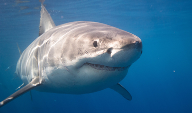 La Reserva de la Biosfera Isla Guadalupe, Baja California es el único sitio en México donde se concentra el tiburón blanco (Carcharodon carcharias) y de los mejores lugares del mundo para su observación. 