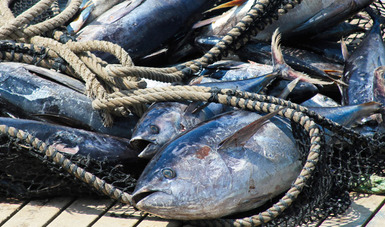 •	La controversia inició en 2008, cuando EUA negó el etiquetado “Dolphin Safe” al atún mexicano; con el fallo otorgado, concede la razón al Gobierno de México, ya que los métodos de pesca de atún destacan por ser selectivos y sustentables