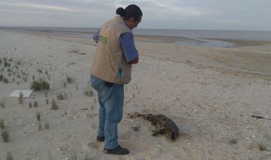 PROFEPA registró la cuarta Vaquita Marina (Phocoena sinus) muerta en lo que este 2017, la cual fue encontrada a 24 kilómetros al norte de San Felipe, Baja California en la zona intermarial de la playa de la Barra del Primer Estero.