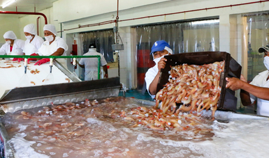 Con esta medida se protegerá el crecimiento del crustáceo y propiciará mayor calidad del alimento.