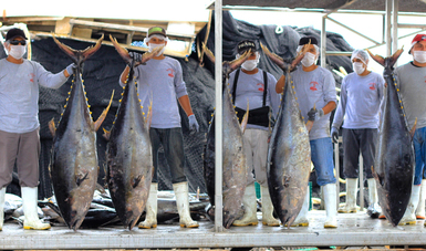 La pesquería del atún en México, un producto al alcance de los mexicanos, genera 12 mil empleos directos y más de 60 mil indirectos.
