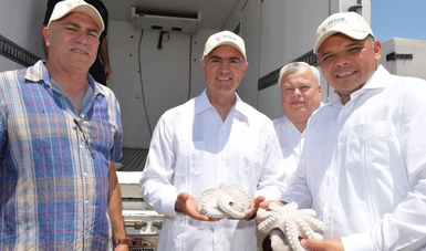 Yucatán se ha colocado en el primer lugar nacional en captura de pulpo.