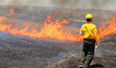 Solo 0.1% de la superficie afectada por incendios en Zacatecas es arbolado adulto