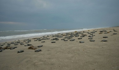 Se registró la llegada de al menos 13,130 tortugas Golfina en Playa de Escobilla, Oaxaca