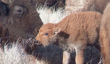 La única manada de bisonte puro que existe en México cuenta con doce nuevos integrantes