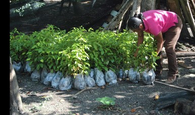 Reforestarán en Quintana Roo con 1.9 millones de plantas