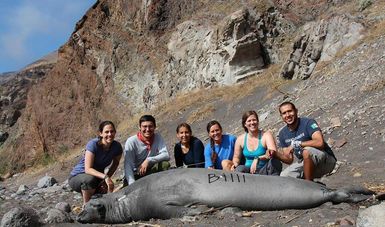 Inicia Proyecto de Investigación “Instrumentación de elefante marino del norte con transmisores satelitales”, en la Reserva de la Biosfera Isla Guadalupe.