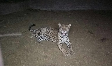 PROFEPA aseguró un ejemplar de Jaguar en el municipio de Ascensión, Chihuahua, el cual deambulaba en el interior de un predio particular y fue avistado por personal que labora en dicho lugar.