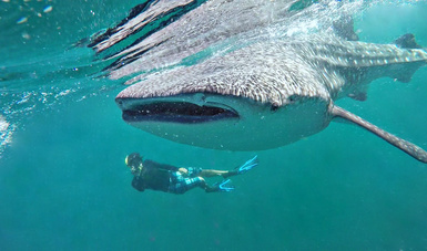 El tiburón ballena es el pez más grande del mundo y puede llegar a medir hasta 20 metros.