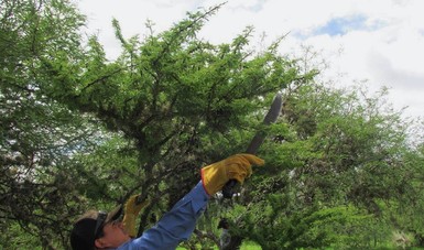 Realizará CONAFOR saneamiento forestal en 344 hectáreas de Zacatecas