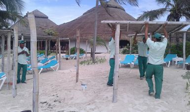 PROFEPA retiró 34 camastros y 4 palapas pertenecientes al Hotel Akumal Bay, en la Bahía de Akumal, Quintana Roo, debido a la afectación de 20 nidos de tortugas marinas durante la presente temporada de arribazón 2017.