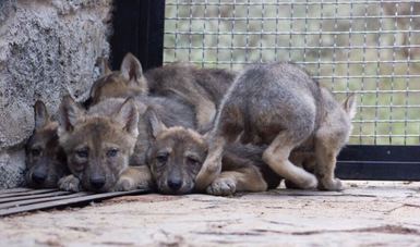 Nacen 10 crías de lobo mexicano