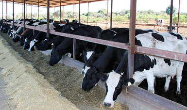 Esta restricción se suma a la ordenada por el SENASICA el pasado 25 de junio, cuando suspendió la importación de pieles crudas y tratadas de bovino, búfalo y caprino, animales susceptibles a contraer la enfermedad.