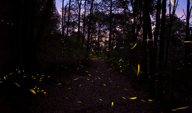 Conserva CONAFOR bosque de luciérnagas