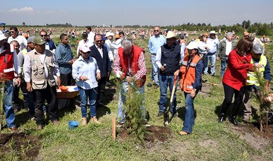 Concluye la primera etapa del programa  de reforestación en el NAIM
