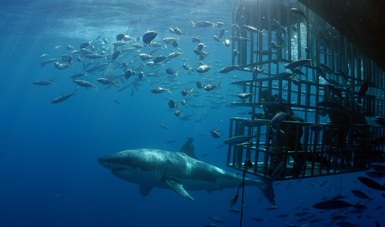 Da inicio la temporada de tiburón blanco en el Área Natural Protegida, Isla Guadalupe, Baja California, con nuevas reglas