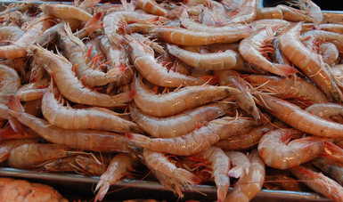 Mercado asiático abre posibilidad para especies marinas de alto valor
