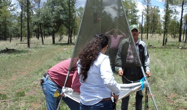 Apoya CONAFOR investigación para el control de insecto descortezador en Durango
