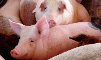 En 2015 la OIE, reconoció a México como país libre de Fiebre Porcina Clásica