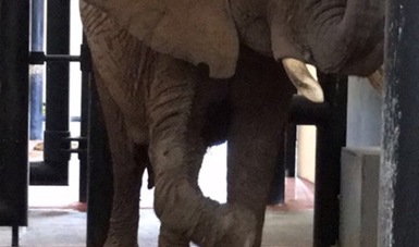 La PROFEPA confirmó que el plan de manejo y cuidados médicos de la elefanta Ely desde su arribó al Zoológico de San Juan de Aragón, han sido los adecuados para atender debidamente los padecimientos crónicos degenerativos registrados hace 5 años.
