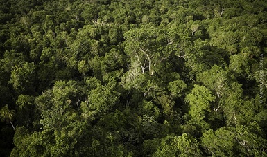 Árbol de Caoba: El 'Oro Rojo' de Quintana Roo