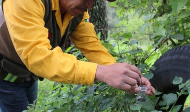 Apoya CONAFOR a brigadas rurales de sanidad forestal en Michoacán