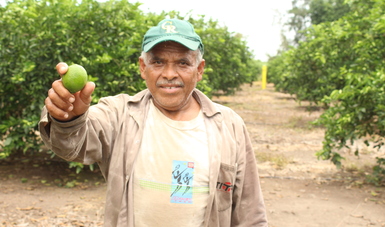 Productor de limón del estado de Veracruz