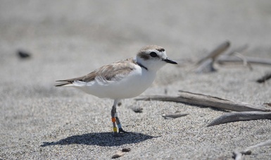 Bahía de San Quintín recibe cerca de 380 ejemplares de esta ave migratoria durante la época de apareamiento