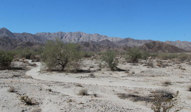 Concluye primera etapa de conservación de la Sierra Cucapá, Baja California
 
