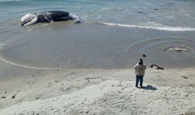 PROFEPA atendió el varamiento de un ejemplar de Ballena Jorobada juvenil muerto, en el municipio de Playas de Rosarito, en la zona costera conocida como "María Martha", en el estado de Baja California.