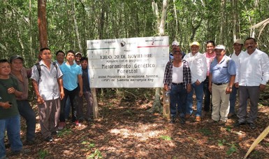 Instalan la cuarta unidad de germoplasma forestal en Campeche